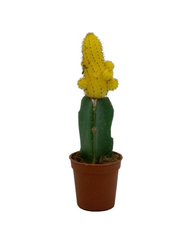 Cacto enxertado Gymnocalycium (tamanhos diferentes)