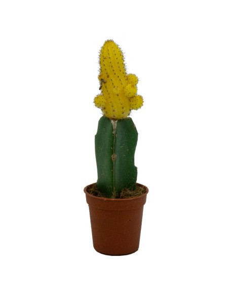 Cacto enxertado Gymnocalycium (tamanhos diferentes)