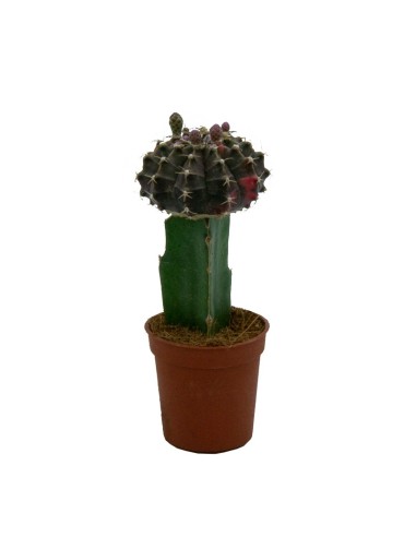 Cactus injertado Gymnocalycium (diferentes medidas)