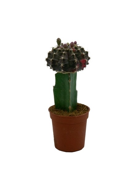 Cactus injertado Gymnocalycium (diferentes medidas)