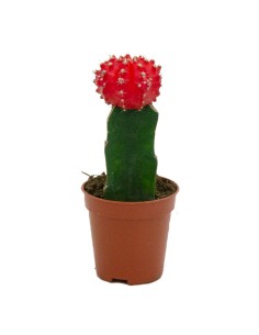 Cacto enxertado Gymnocalycium (tamanhos diferentes) 2