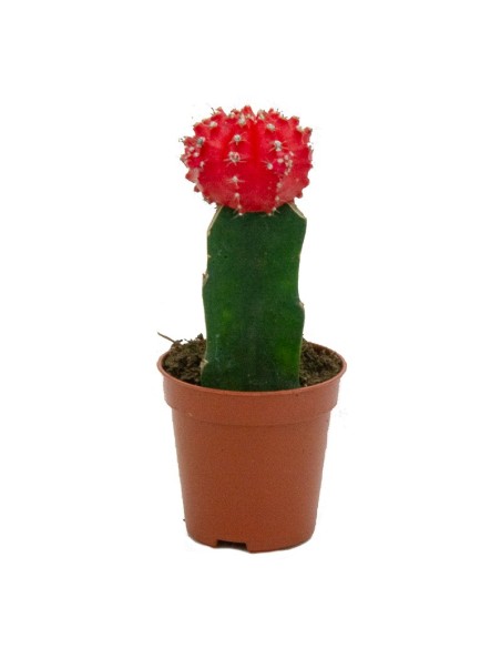Cactus empaltat Gymnocalycium (diferents mides)