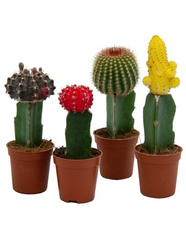 Cactus greffés Gymnocalycium (différentes mesures).