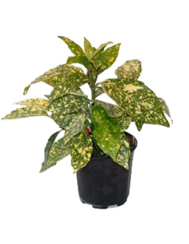 Aucuba (test 15 cm ø)