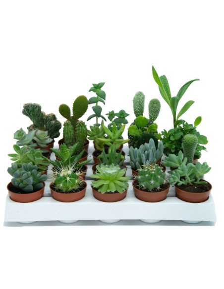 Cactus y crasa (maceta 5,5 cm ø) variado