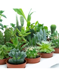 Cactus (maceta 5,5 cm ø) 2
