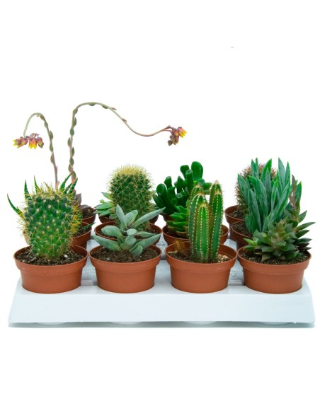 Bandeja de cacto e planta suculenta média mista (vaso 7,5 cm ø) (12 cacto)