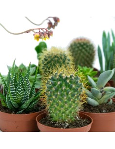 Safata de cactus i planta crasa mitjana variada (test 7,5 cm ø) (12 unitats) 2