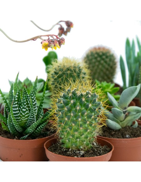 Bandeja de cactus y crasa mediana variada (maceta 7,5 cm ø) (12 unidades)