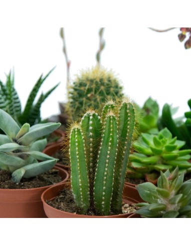 Bandeja de cacto e planta suculenta média mista (vaso 7,5 cm ø) (12 cacto)