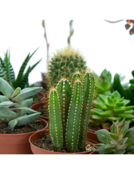 Bandeja de cactus y crasa mediana variada (maceta 7,5 cm ø) (12 unidades)