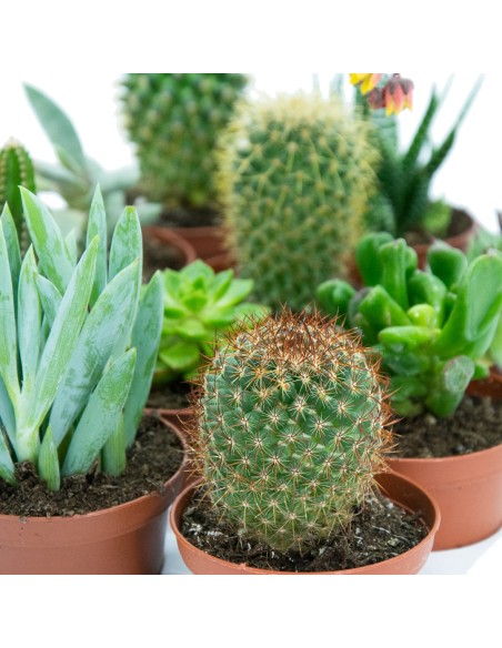 Bandeja de cacto e planta suculenta média mista (vaso 7,5 cm ø) (12 cacto)