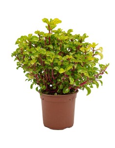 Iresine Herbstii o Achyranthes 'panaché de bailly' (maceta 13 cm Ø)