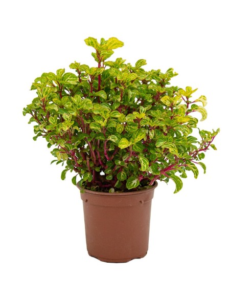 Iresine Herbstii o Achyranthes 'panaché de bailly' (vaso 13 cm Ø)