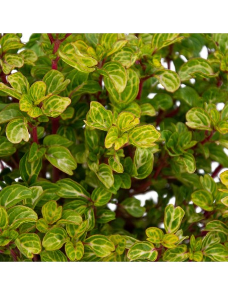 Iresine Herbstii o Achyranthes 'panaché de bailly' (test 15 cm Ø)