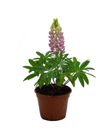 Lupinus (maceta 13 cm Ø)