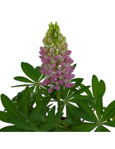 Lupinus (maceta 13 cm Ø) 2