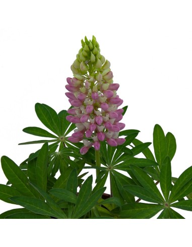 Lupinus (maceta 13 cm Ø)