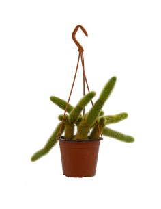 Cleistocactus Winteri (vaso de 23 cm ø)