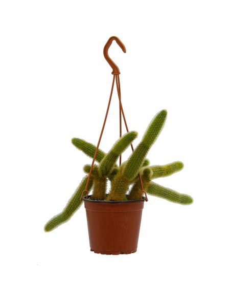 Aloe squarrosa (test 12 cm ø)