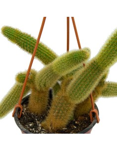 Cleistocactus Winteri o cola de rata dorada (maceta 23 cm ø) 2