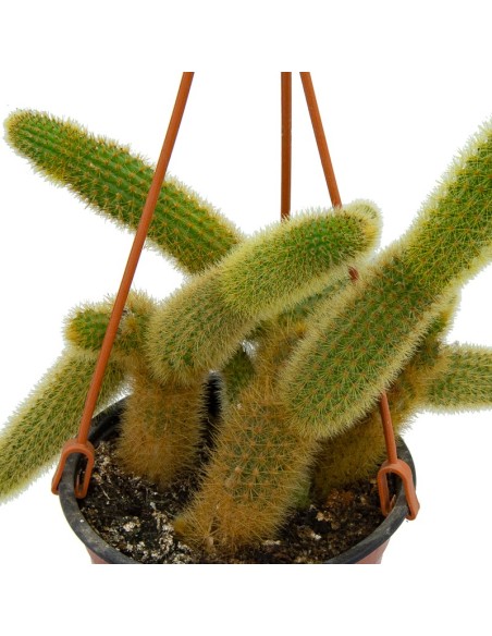 Cleistocactus Winteri o cola de rata dorada (maceta 23 cm ø)