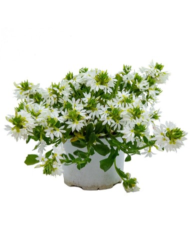 Scaevola o abanico (maceta 17 cm Ø)