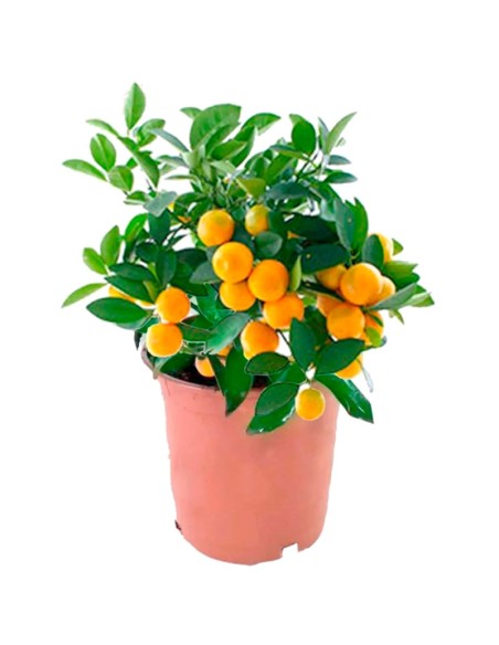 Calamondín anão (vaso de 15 cm ø)