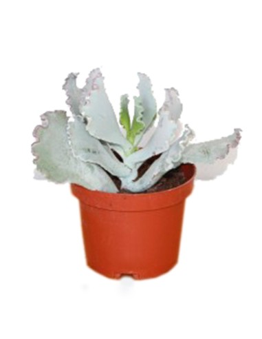 Cotyledon undulata