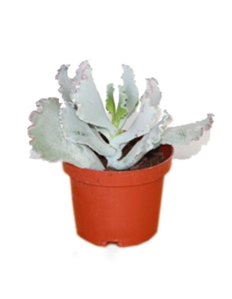 Cotyledon undulata