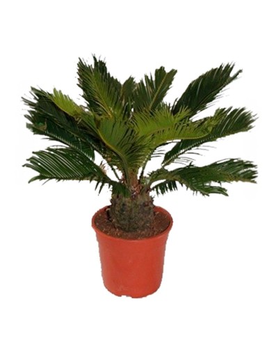 Cyca Revoluta