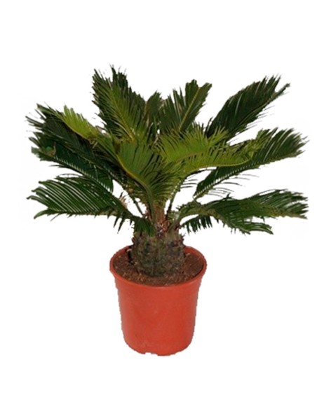 Cyca Revoluta