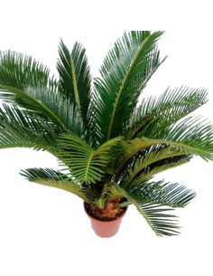 Cyca Revoluta 2