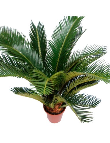 Achetez cyca revoluta à partir de 19,95€ chez Germigarden