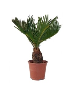Cyca Revoluta