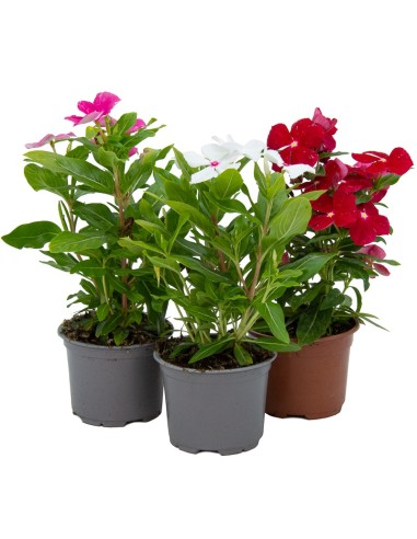 Vinca 