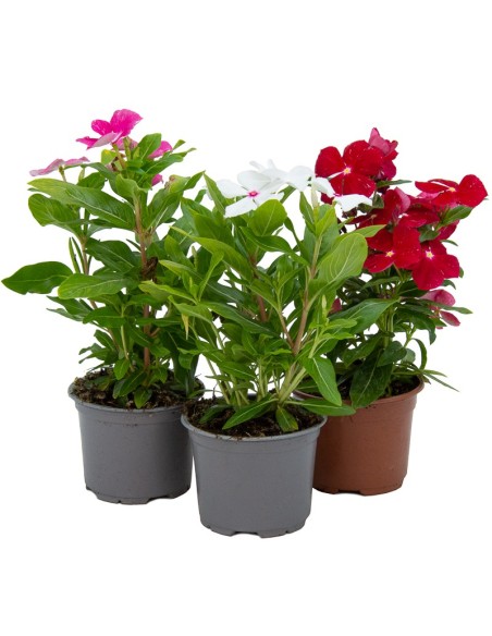 Vinca 