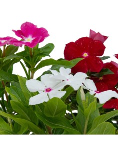 Vinca  2
