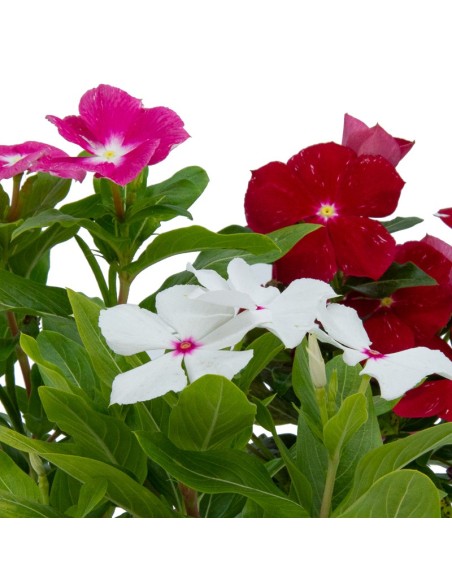 Vinca 