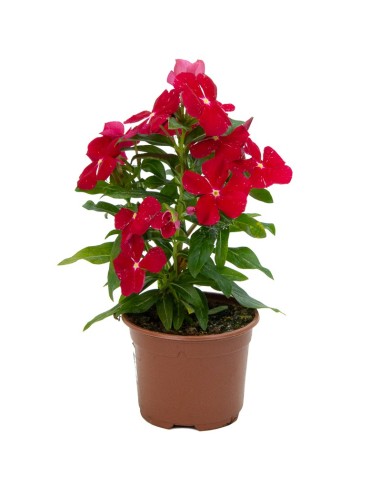 Vinca 