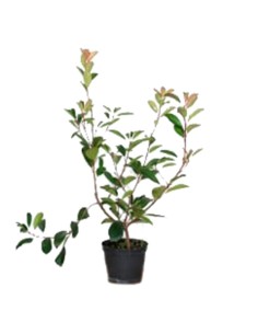 Photinia