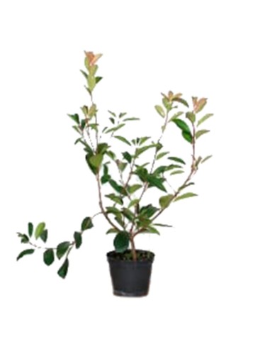 Photinia