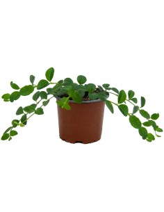 Vinca minor (maceta 10,5 cm ø)