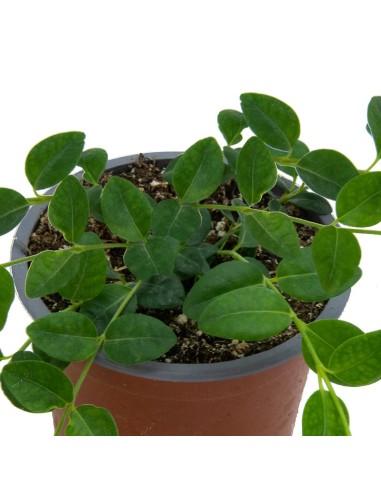 Vinca minor (maceta 10,5 cm ø)