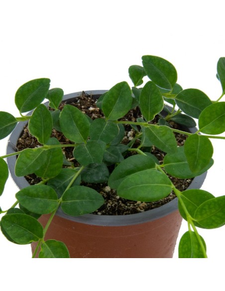 Vinca minor (test 10,5 cm ø)