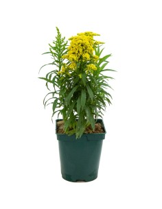Solidago (pote 14 cm Ø)