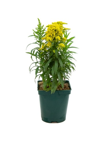 Solidago  (test 14 cm Ø)