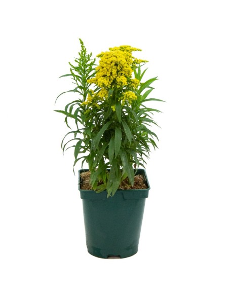 Solidago  (test 14 cm Ø)