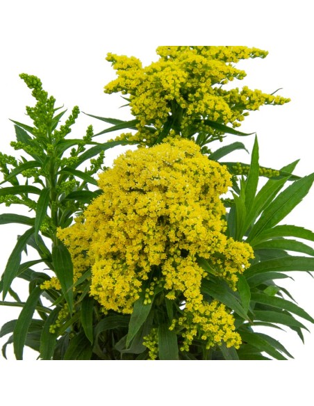 Solidago (pote 14 cm Ø)