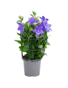 Platycodon o campanilla china (maceta 13 cm Ø)